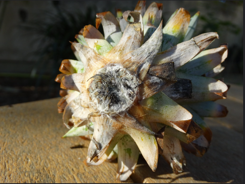 A diseased pineapple